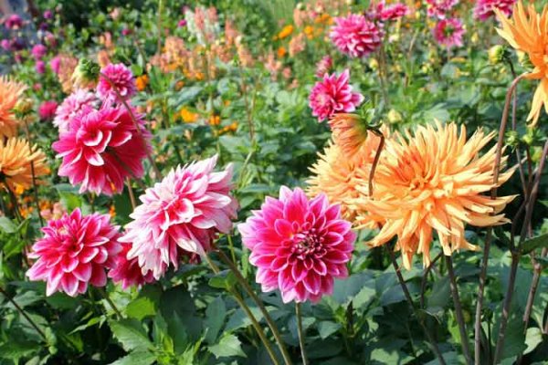  اسامی گلهای بهاری با عکس