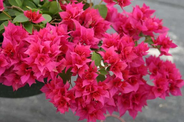  اسامی گلهای بهاری با عکس