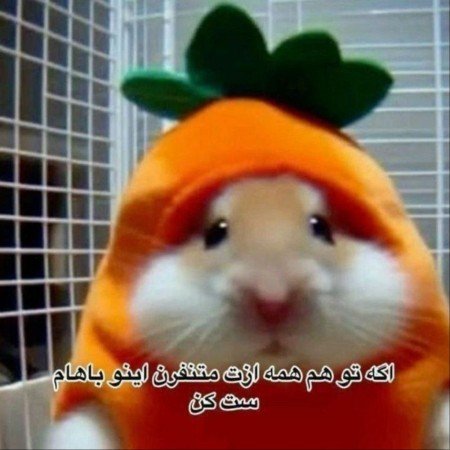  عکس پروف روبیکا