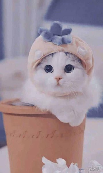  تم روبیکا دخترانه