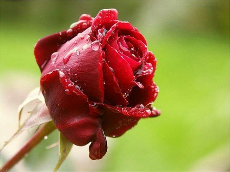 دانلود عکس‌های جدید با کیفیت HD