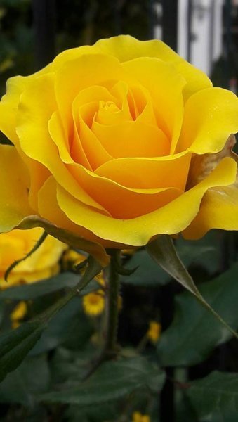 والپیپر ۸ بعدی متحرک دخترانه