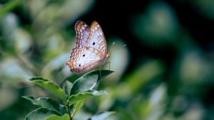 والپیپر متحرک برای کامپیوتر