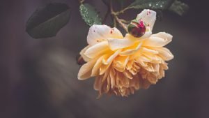  والپیپر متحرک برای کامپیوتر