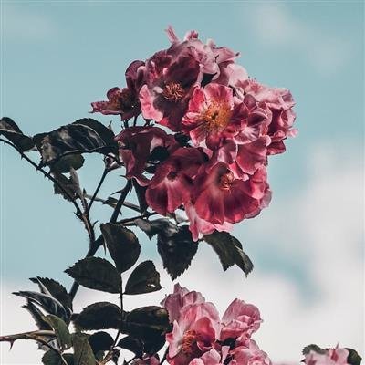  دانلود والپیپر متحرک برای کامپیوتر