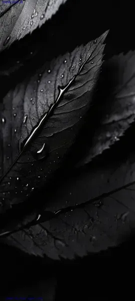 والپیپر مشکی 4k