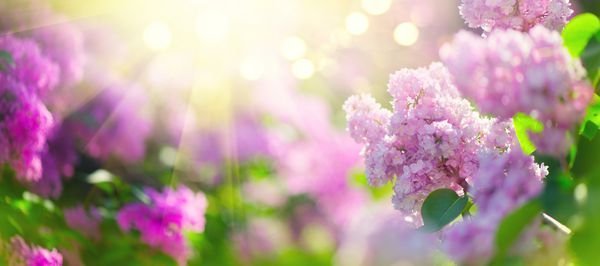  پس زمینه یاسی