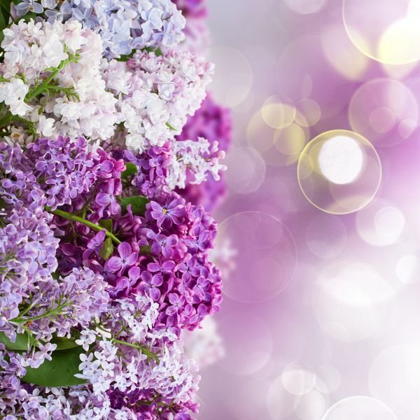  پس زمینه یاسی