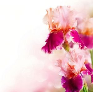  پس زمینه یاسی