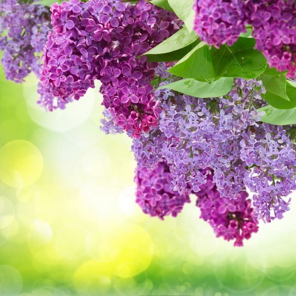  پس زمینه یاسی