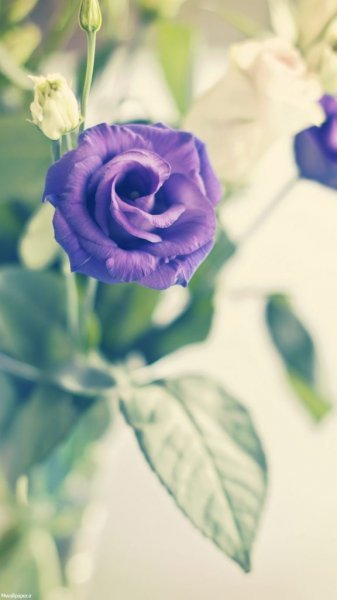 پس زمینه بنفش کمرنگ