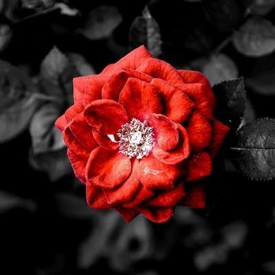 دانلود والپیپر با کیفیت 16k برای لپ تاپ