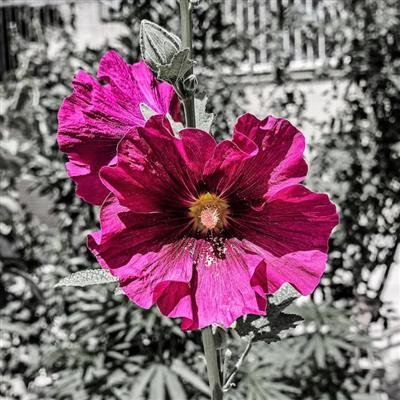  دانلود والپیپر با کیفیت 16k برای لپ تاپ