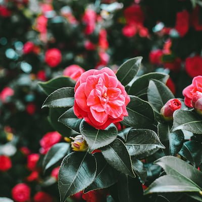  والپیپر برای لپ تاپ