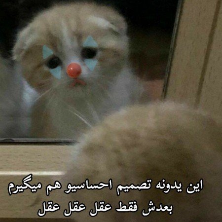  عکس جودی در زوتوپیا