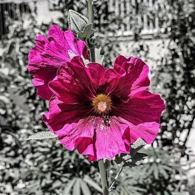  دانلود والپیپر صورتی با کیفیت