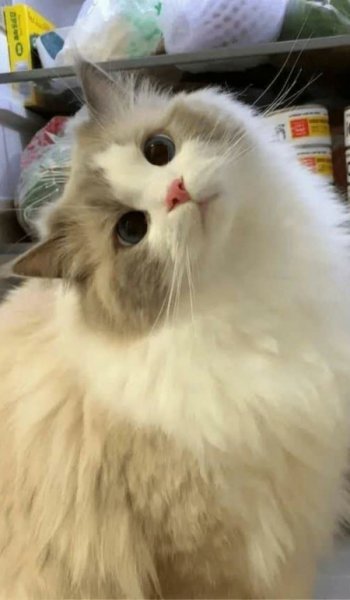  والپیپر گربه
