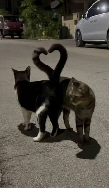  والپیپر گربه