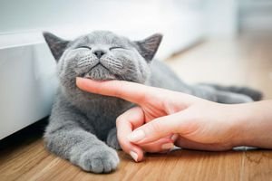  والپیپر گربه گنگ