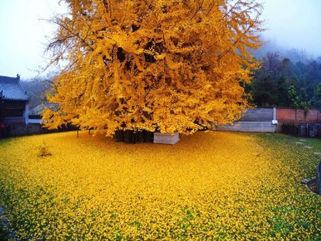  عکس پاییز برای استوری