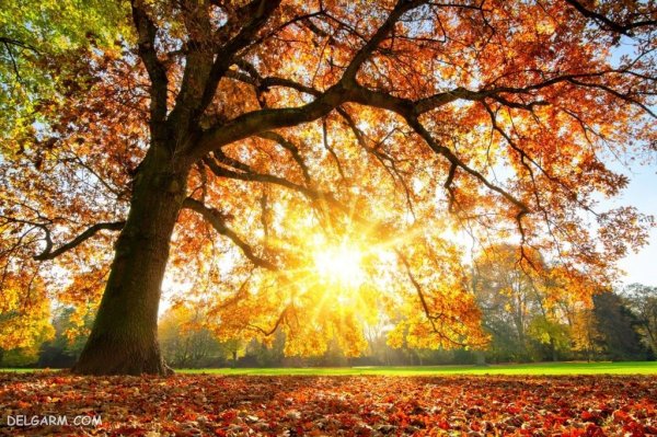  عکس پاییز امسال 1405