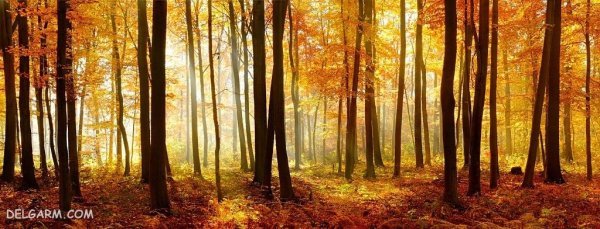  عکس پاییز امسال 1405