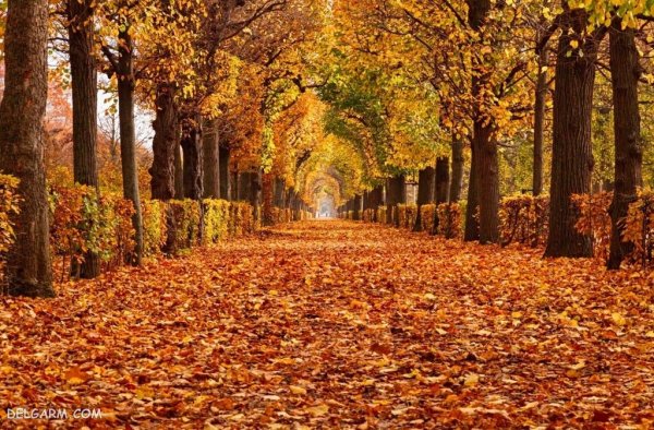  عکس پاییز امسال 1405