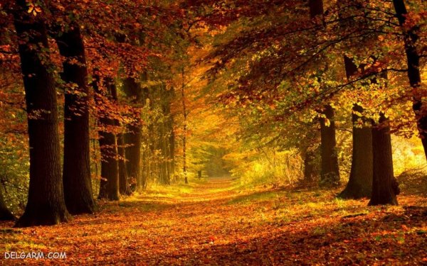  عکس پاییز امسال 1405