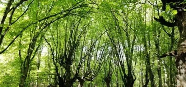  پارک النگدره گرگان + عکس