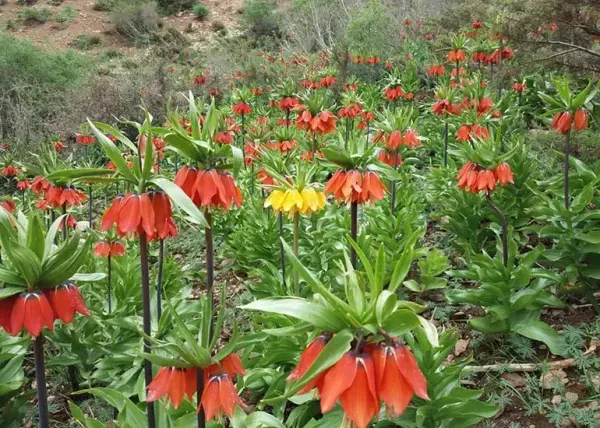  عکس آبشار بیشه