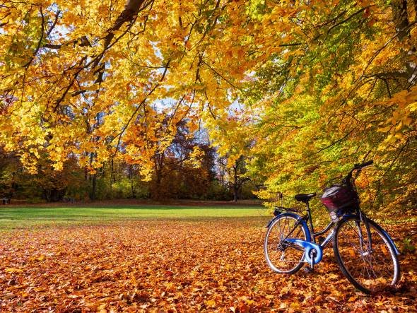  عکس پاییز برای پس زمینه