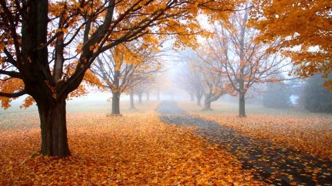  عکس پاییز برای پس زمینه