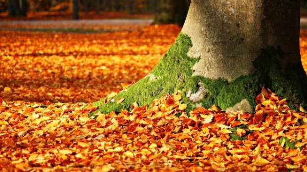  عکس پاییز برای پس زمینه