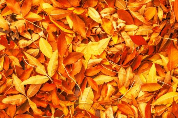  عکس پاییز بارانی متحرک