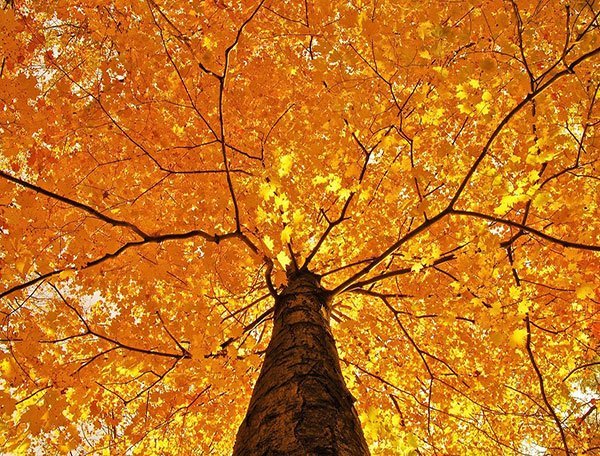  عکس زیبای طبیعت پاییزی