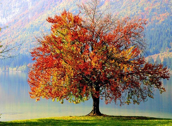  عکس زیبای طبیعت پاییزی
