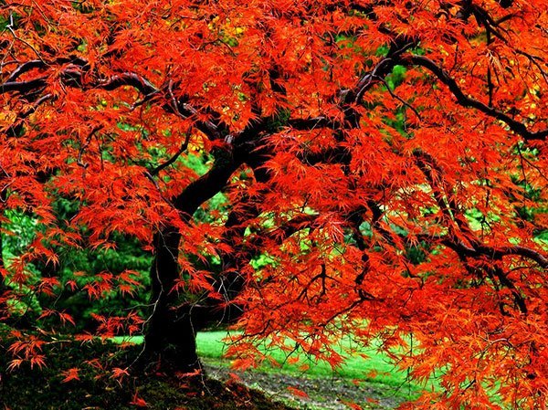  عکس زیبای طبیعت پاییزی