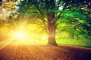 عکس پاییزی طبیعی