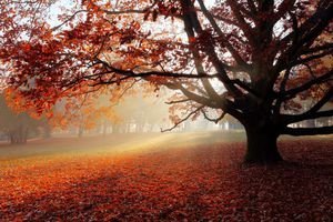 عکس پاییزی طبیعی