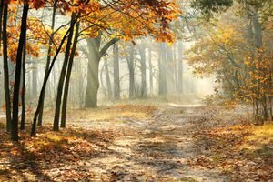 عکس پاییزی طبیعی