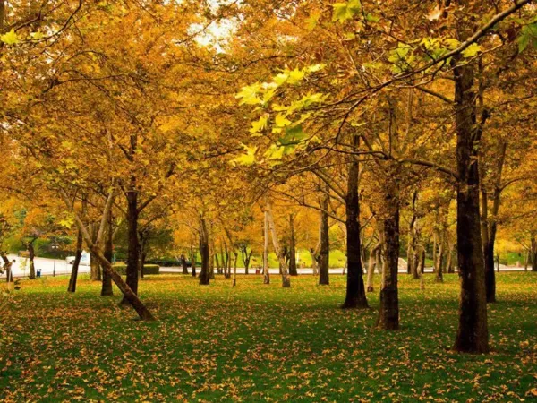 عکس پاییزی تهران