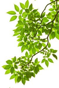  عکس برگ طبیعی
