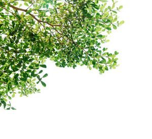  عکس برگ طبیعی