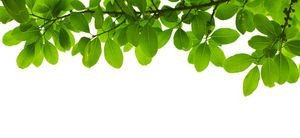  عکس برگ طبیعی
