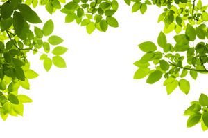  عکس برگ طبیعی