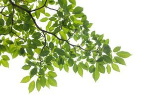  عکس برگ طبیعی
