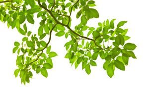  عکس برگ طبیعی