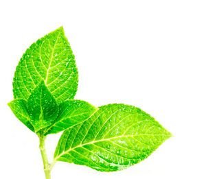  عکس برگ طبیعی