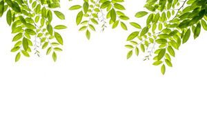  عکس برگ طبیعی