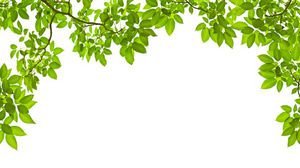  عکس برگ طبیعی